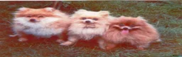 Pomeranian dogs for sale: Pomeranian puppies ready now - Advert 32