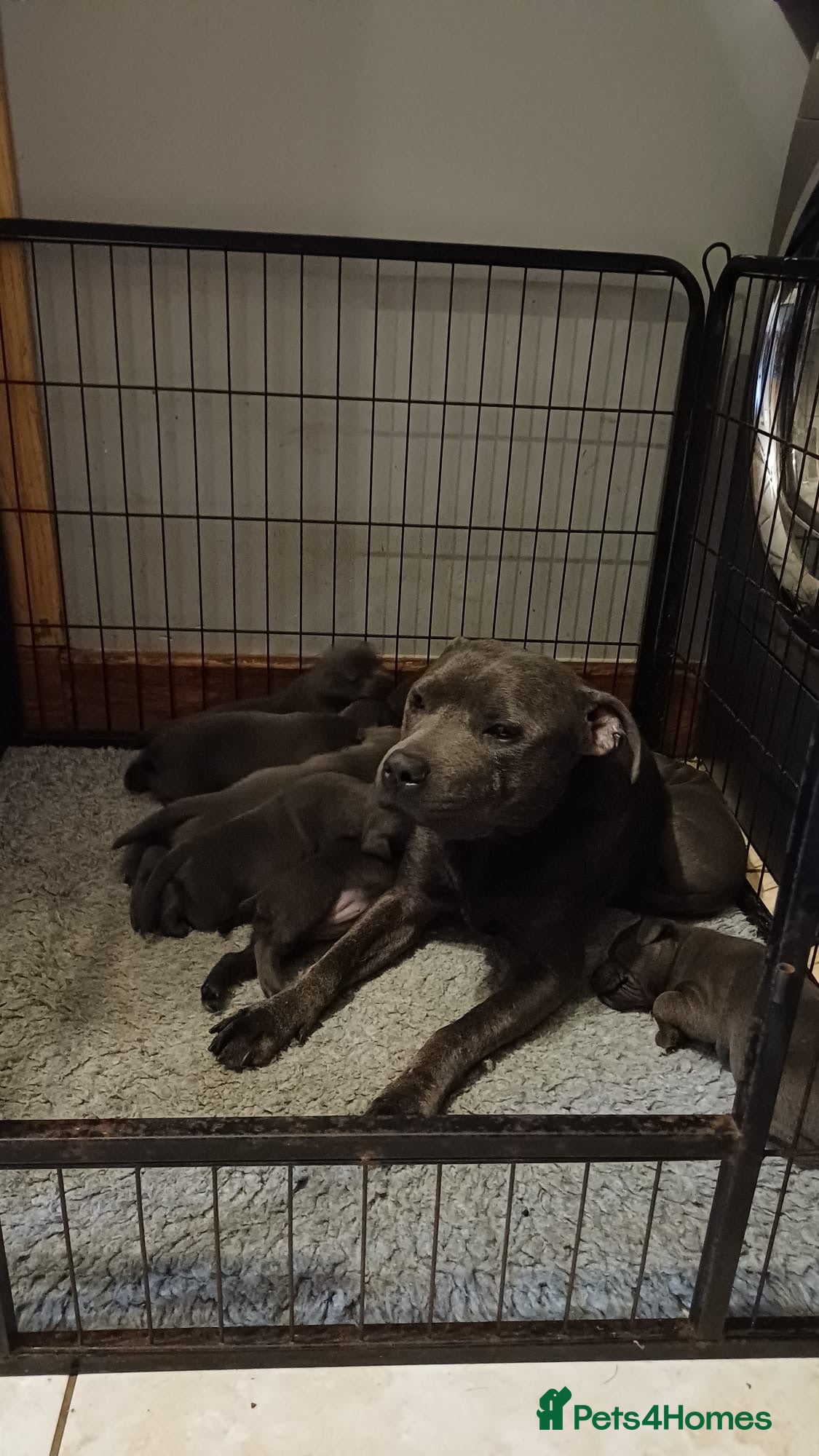Staffordshire Bull Terrier dogs Blue Staffy Pups  - Advert 1