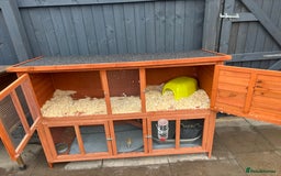 English Lop rabbits for sale: 2x rabbits - Image 4