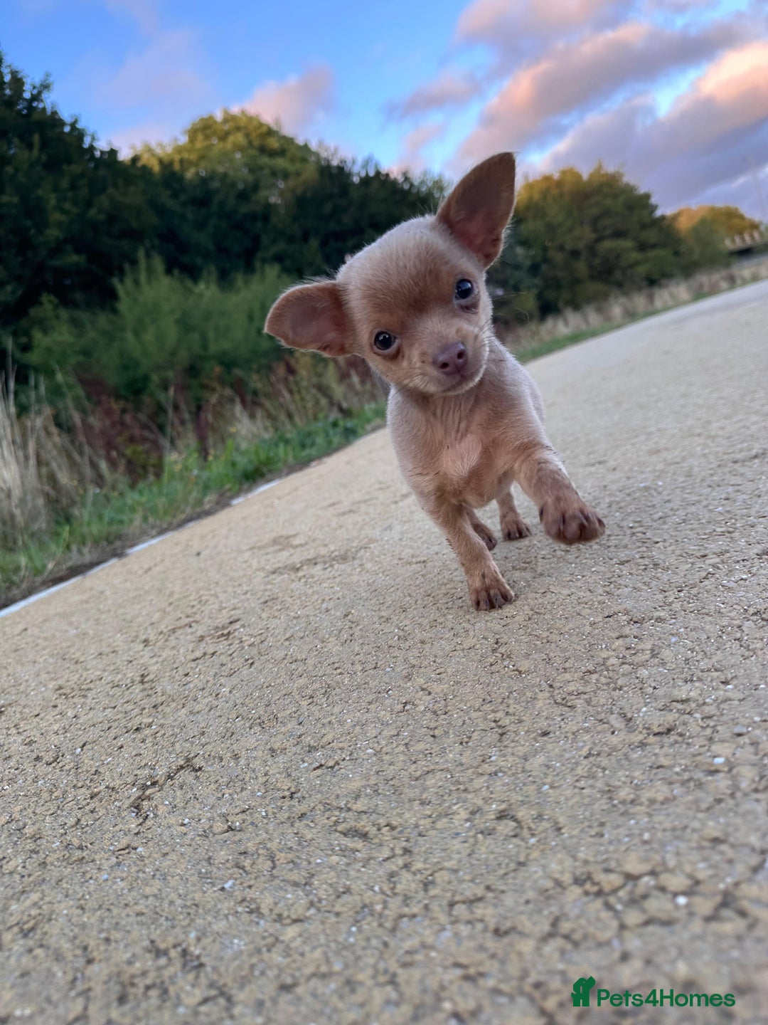 Chihuahua dogs for sale: Last Pup left! Ready for his new home!  - Image 9