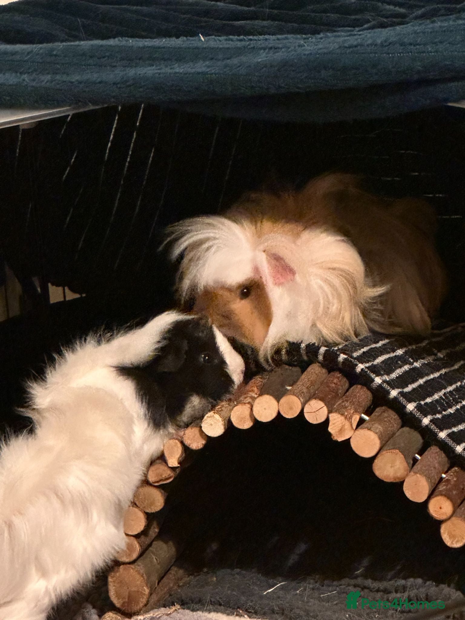 Guinea Pig rodents 1 Lunkarya male and 1 abyssinian male guinea pig.  - Advert 11
