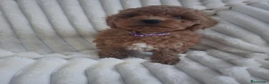 Miniature Poodle 4