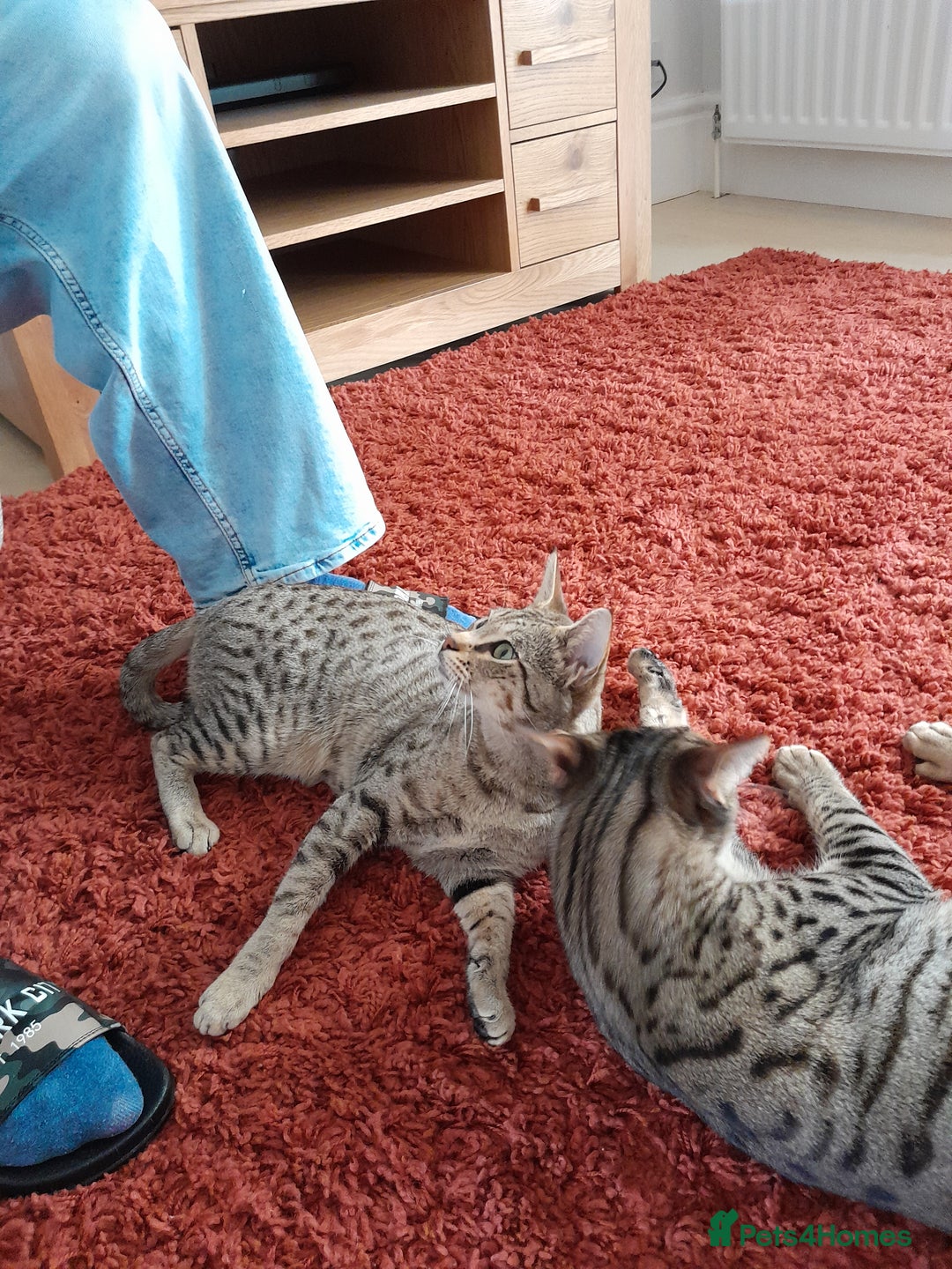 Savannah cats for sale: ACTIVE TICA Reg F3 Pedigree Savannah Lady TICA Reg - Image 16