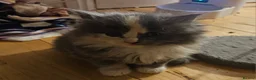 Mixed Breed cats for sale: Fluffy kitten - Advert 20