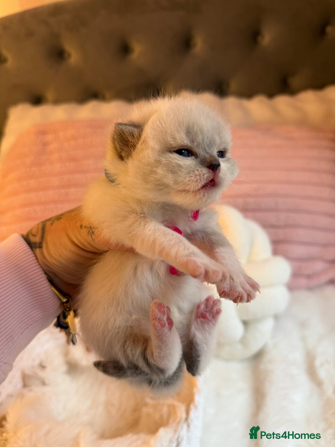 British Shorthair cats for sale: British Shorthair kittens Champion Line 🥇🏆😻 - Image 10