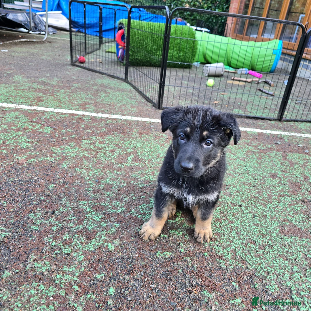 German Shepherd dogs for sale: Outstanding German Shepherd Puppies - Advert 34