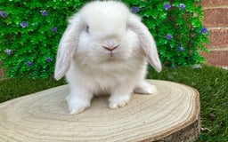 Mini Lop rabbits for sale: Stunning mini lops - Image 31