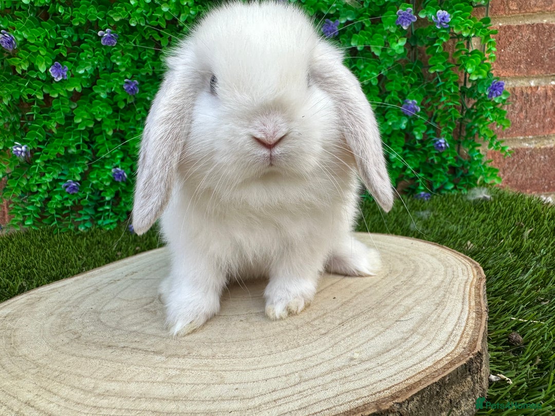 Mini Lop rabbits for sale: Stunning mini lops - Image 31