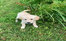Golden Retriever dogs for sale: Golden Retriever puppies  - Image 5