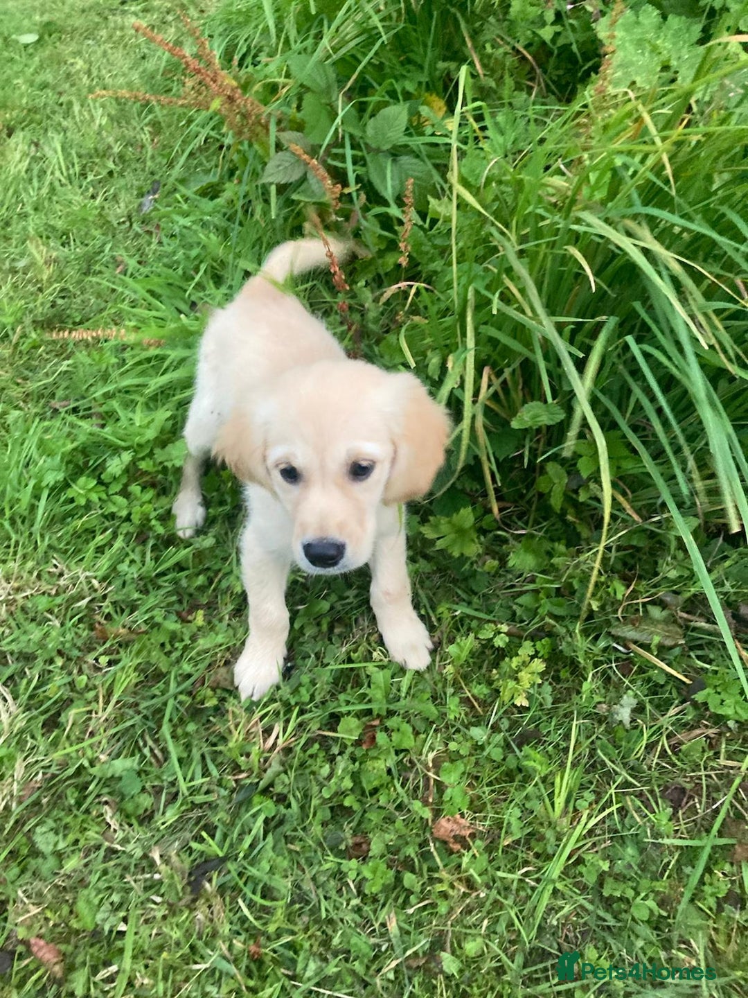 Golden Retriever dogs for sale: Golden Retriever puppies  - Image 5