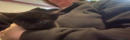 British Shorthair cats for sale: Kittens for sale  - Advert 4