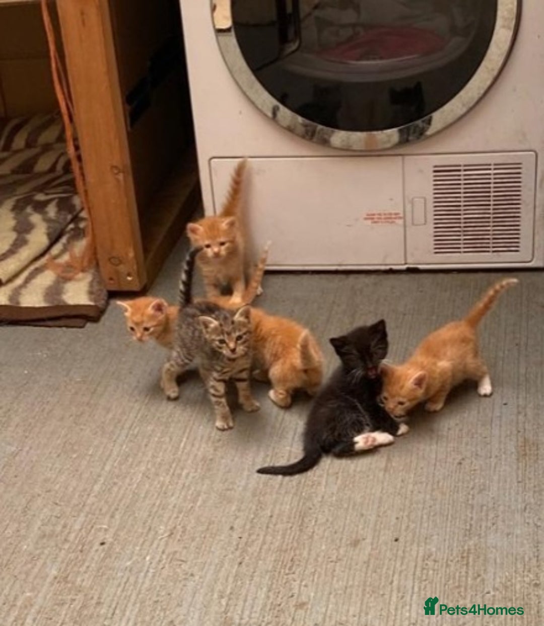 Mixed Breed cats for sale: Beautiful farm kittens  - Image 1