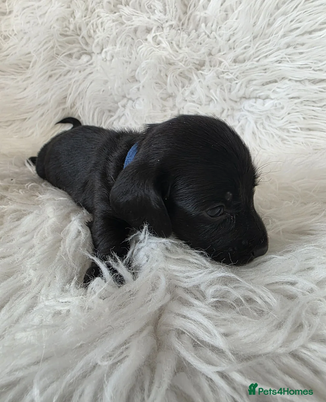 Miniature Dachshund dogs for sale: KC reg, solid Black puppies  - Advert 9