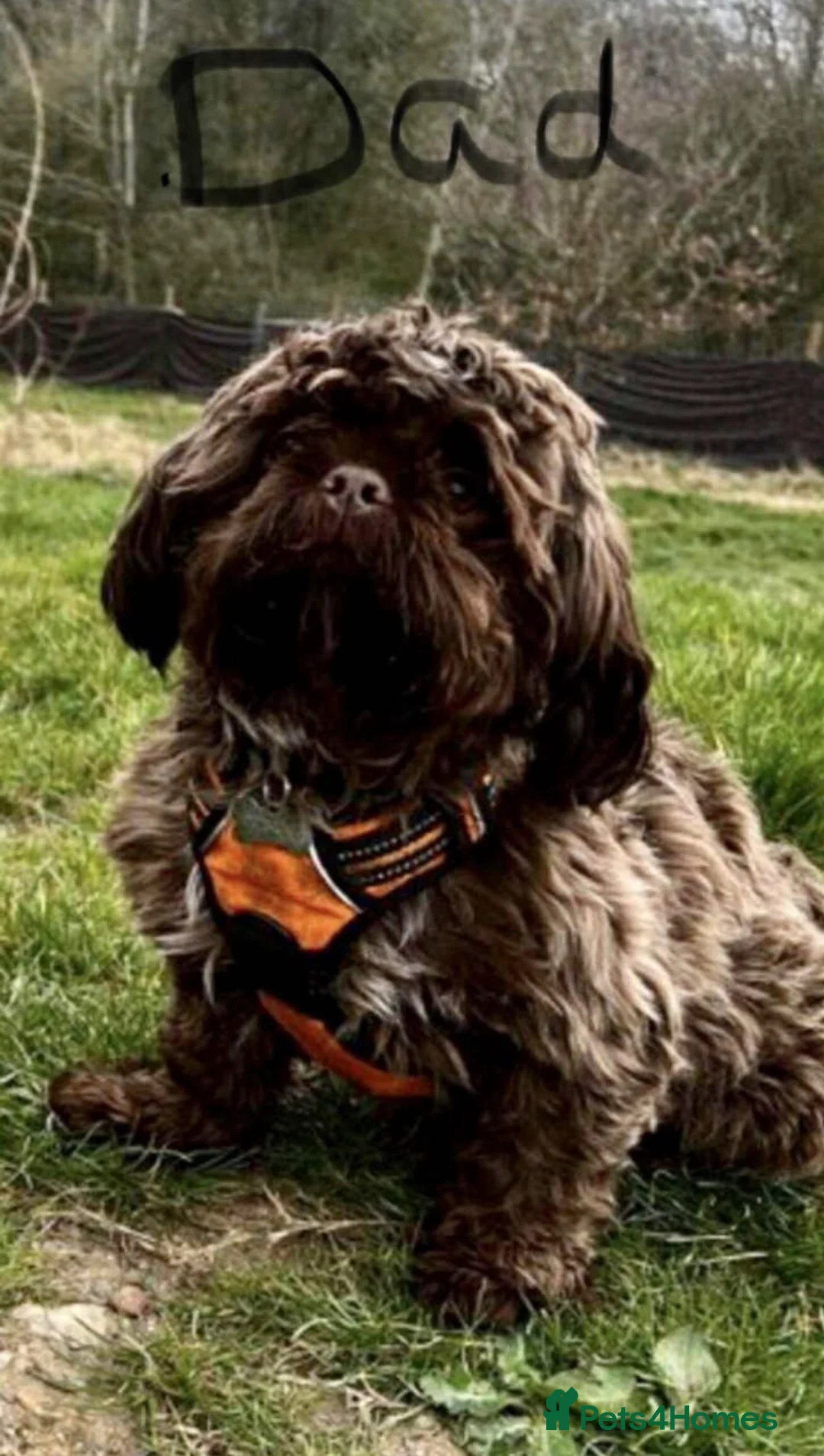 Shih Tzu dogs for sale: Beautiful pure Shih Tzu puppies  - Advert 9