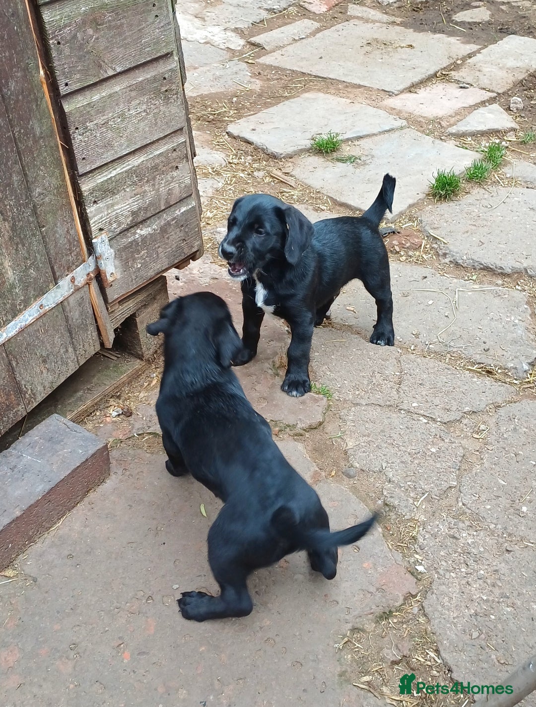 Jack Russell dogs for sale: Adorable Markiejack puppies - Image 13