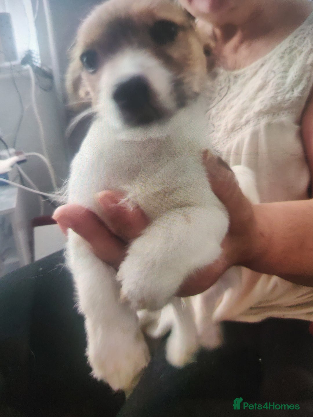 Mixed Breed dogs for sale: Puppies - Advert 3