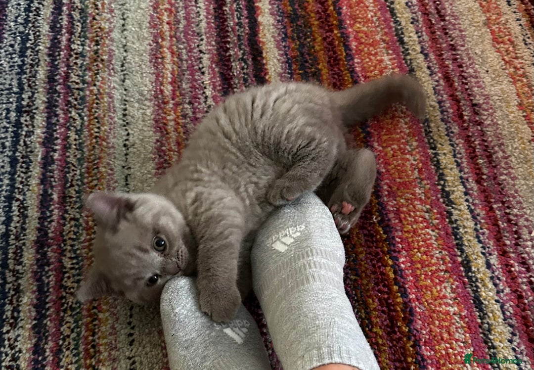 British Shorthair cats for sale: 4 Gorgeous chunky British shorthair kittens  - Image 8