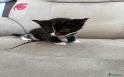 British Shorthair cats for sale: Beautiful kittens as family pets! 💜 - Image 4