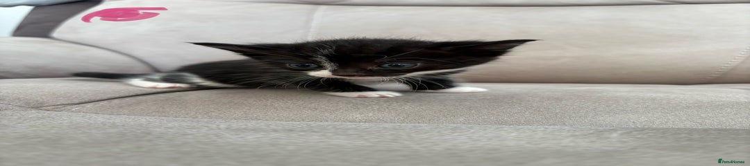 British Shorthair Kitten 4
