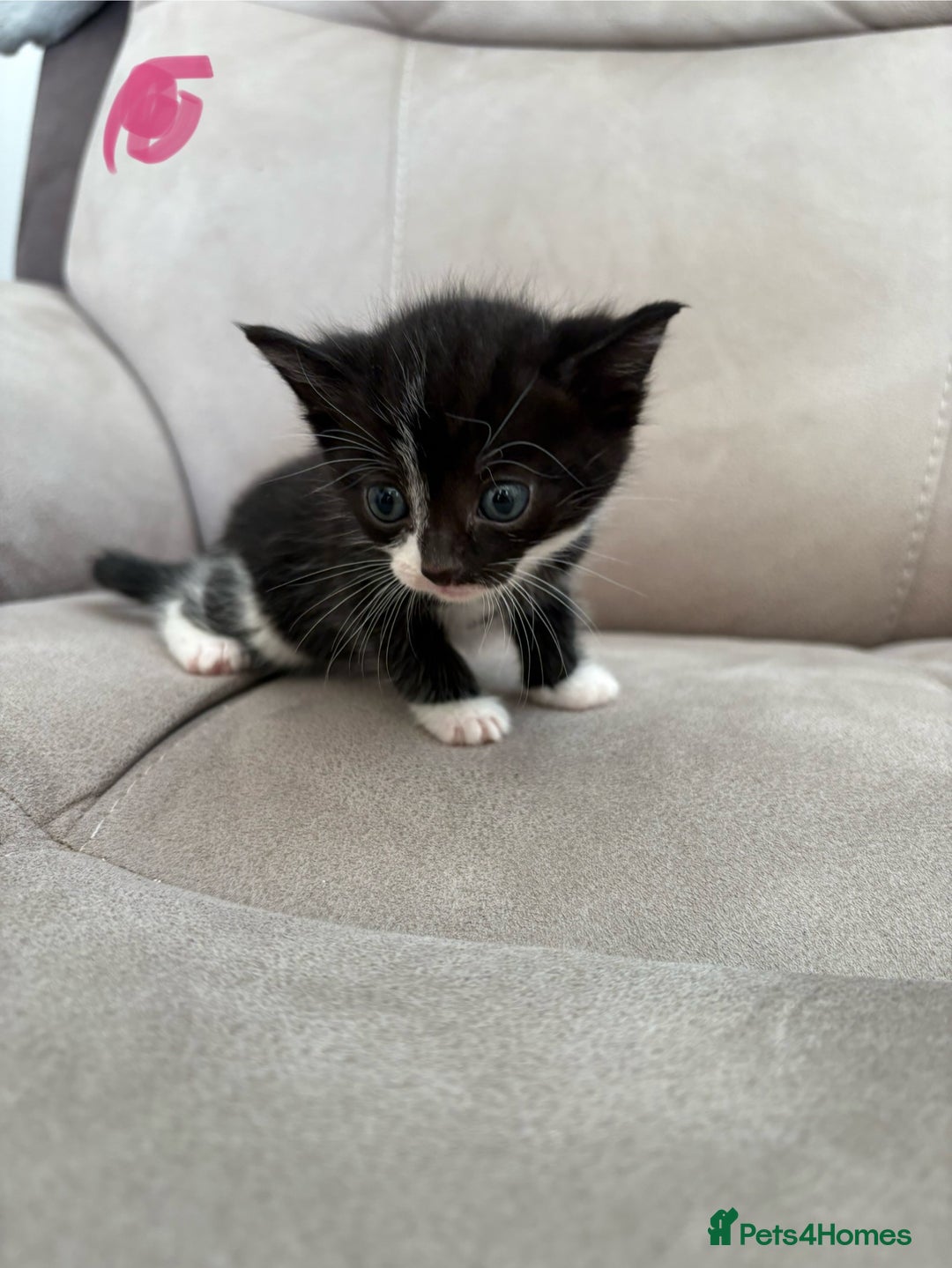 British Shorthair cats for sale: Beautiful kittens as family pets! 💜 - Image 4