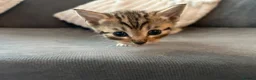 Mixed Breed cats for sale: Beautiful kittens ready for amazing homes  - Advert 17