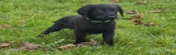 Labradoodle dogs for sale: F1 labradoodles READY NOW - Advert 21