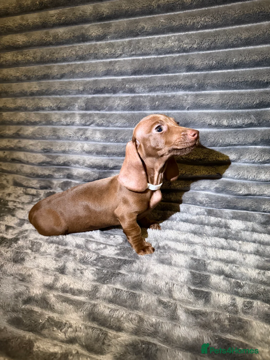 Dachshund dogs for sale: Miniature Dachshund Puppies Available 🐾 - Advert 33