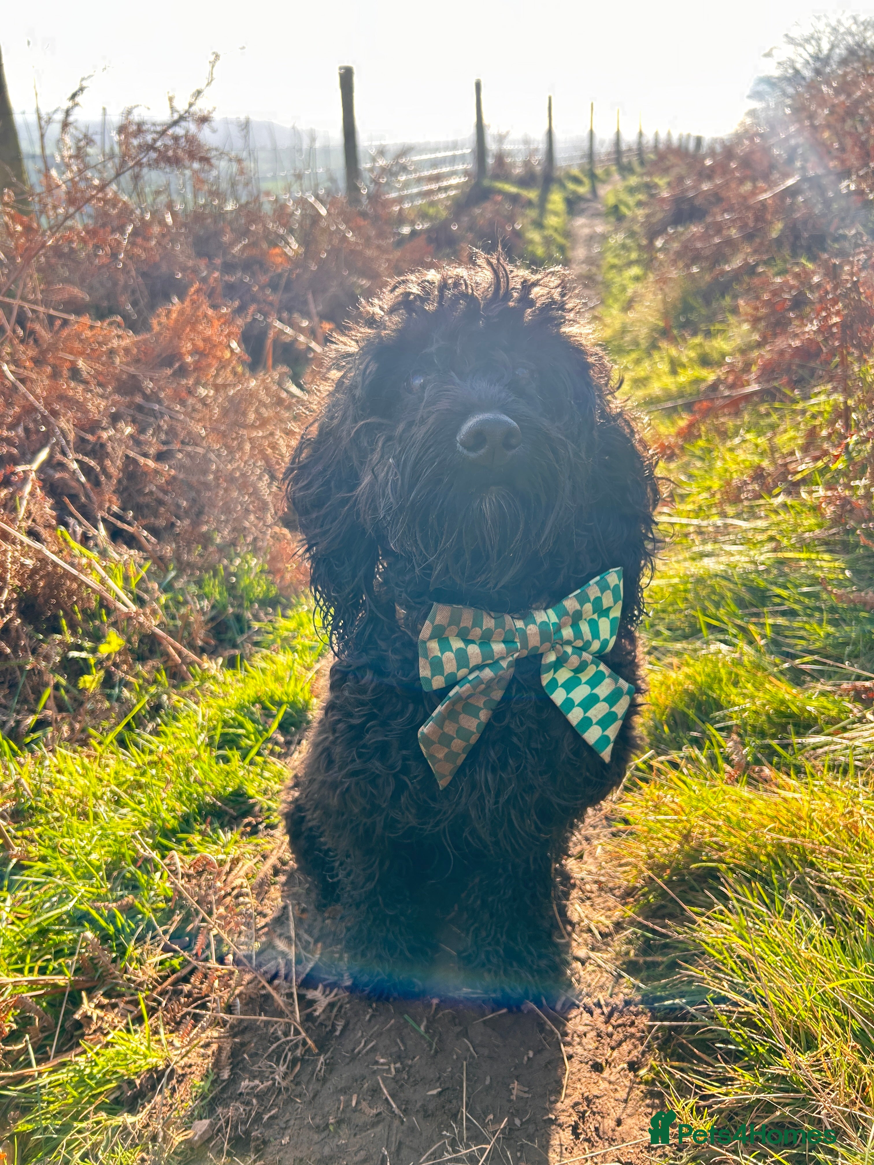 Cockapoo dogs Male Cockapoo - Advert 2