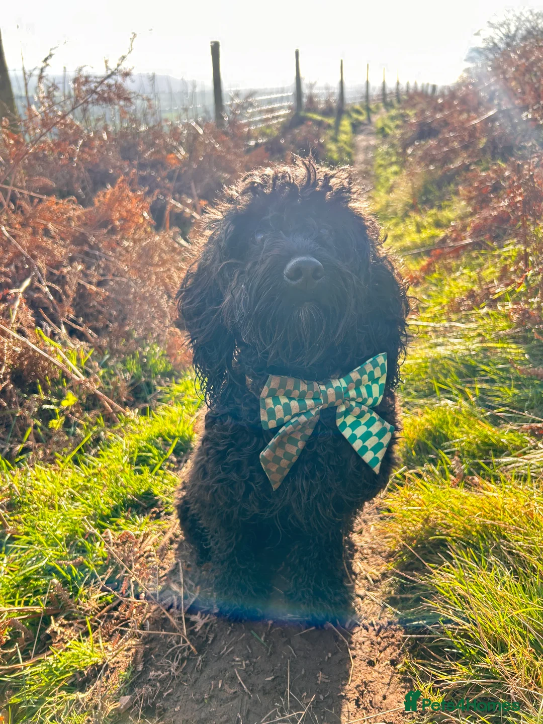 Cockapoo dogs for stud: Male Cockapoo - Advert 1