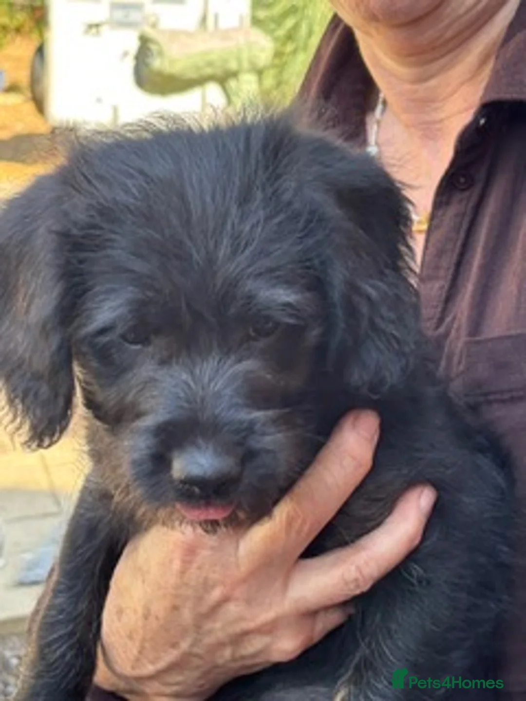 Mixed Breed dogs for sale: Toy Poodle x Labrador  - Advert 9