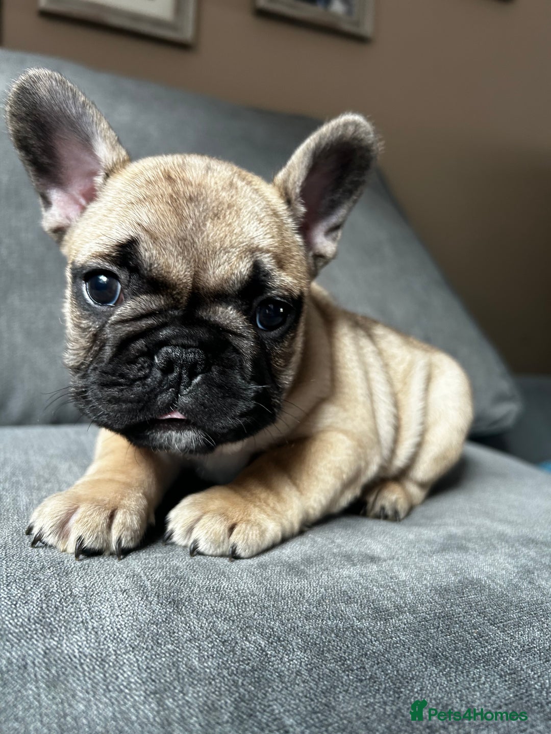 French Bulldog dogs for sale: KC wonderful French Bulldog puppies🐾 - Image 8
