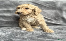 Goldendoodle dogs for sale: STUNNING GOLDEN DOODLES READY NOW - Image 16