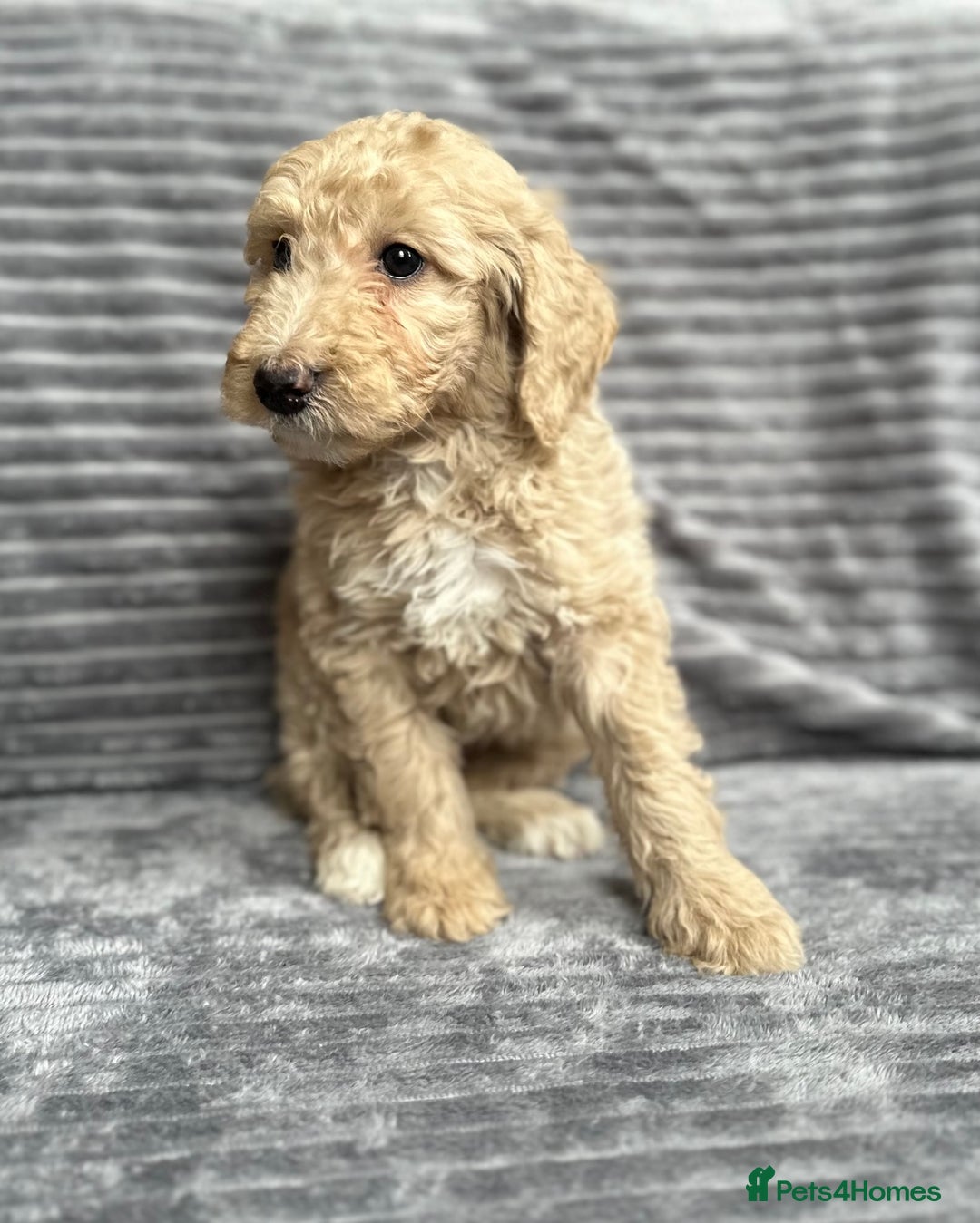 Goldendoodle dogs for sale: STUNNING GOLDEN DOODLES READY NOW - Image 16