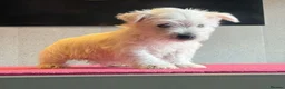 West Highland Terrier dogs for sale: West highland terrier  - Advert 7