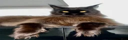 Maine Coon cats for sale: mainecoon boy 3 years old  in Bolton - Advert 3