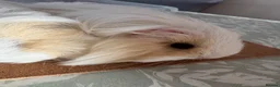 Guinea Pig rodents for sale: 2 bonded female Sheltie guinea pigs cream & white  - Advert 3