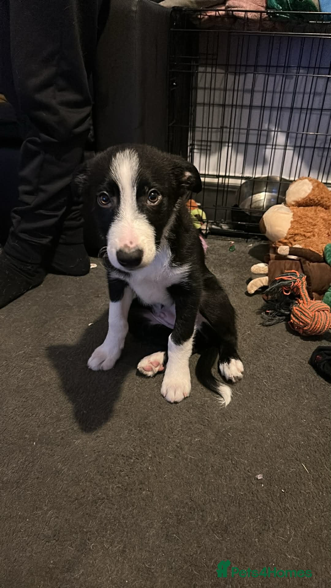Border Collie dogs for sale: Male border collie pup - Advert 2