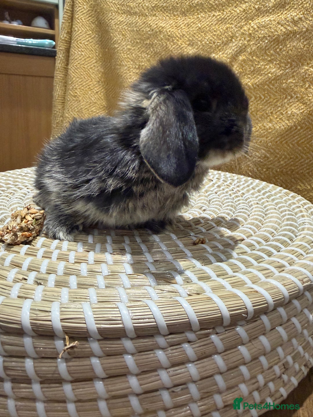 Mini Lop rabbits for sale: 5 Beautiful Baby Mini Lop Rabbits  - Advert 20