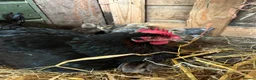 Chickens poultry for sale: French maran 7 cream leg bar chicks - Advert 11