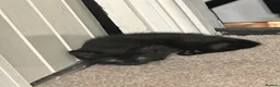Mixed Breed cats for sale: 5 female kittens for sale - Advert 15