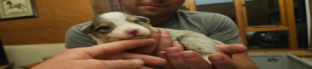 Australian Shepherd Puppy 8