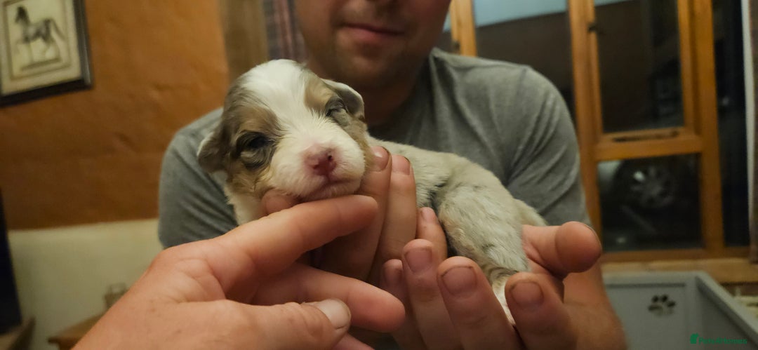 Australian Shepherd dogs for sale: Australian Shepherd Litter  - Image 12