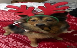 German Spitz dogs for stud: Free stud on conditions mentioned in description:) - Advert 12