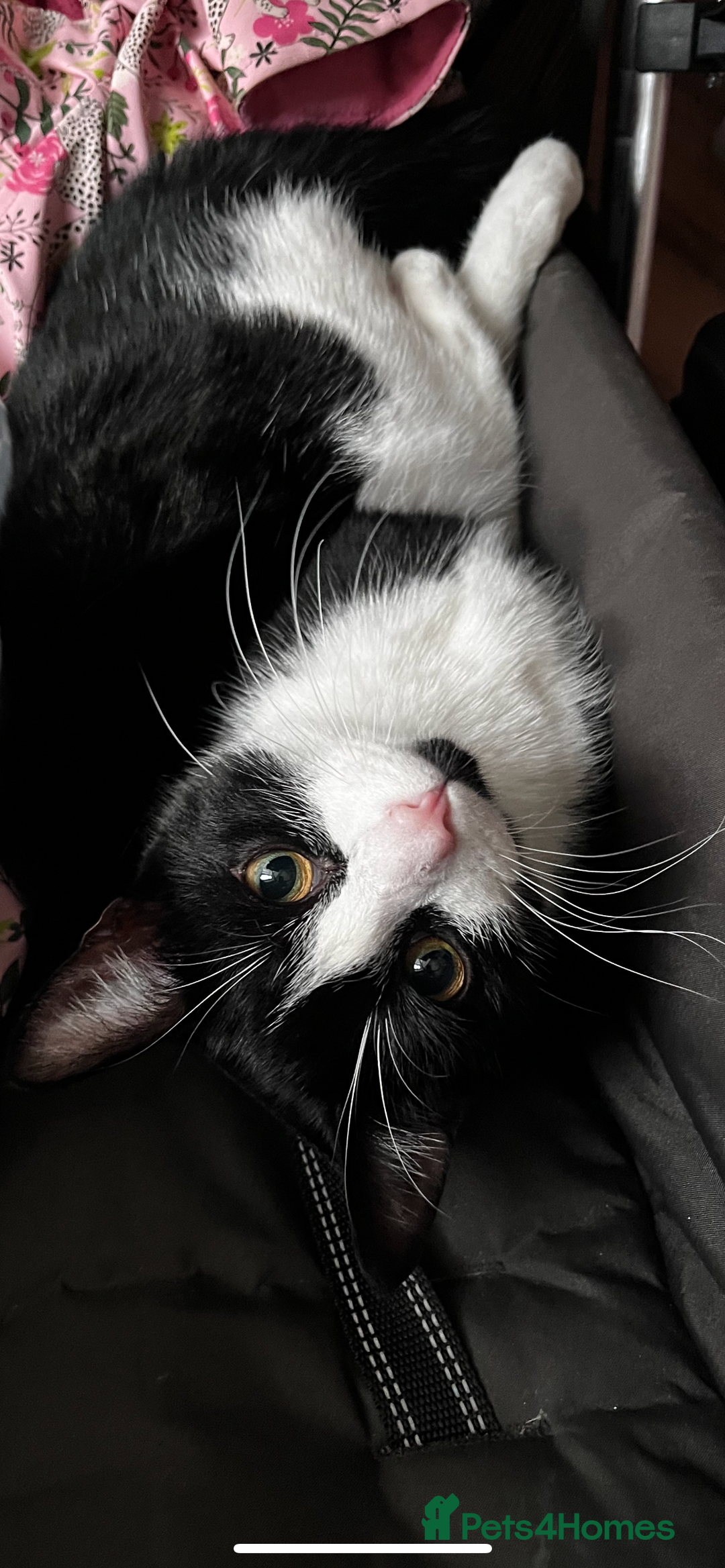 Mixed Breed cats for sale: Loveable boy needs home - Image 8