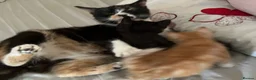Mixed Breed cats for sale: Last 2 kittens left - Advert 20