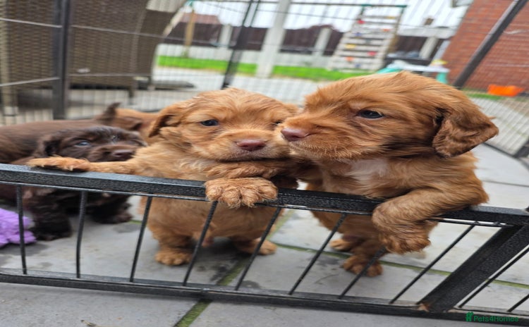 Cocker Spaniel dogs - Advert 1