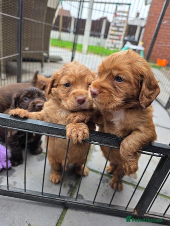 Cocker Spaniel dogs - Advert 3