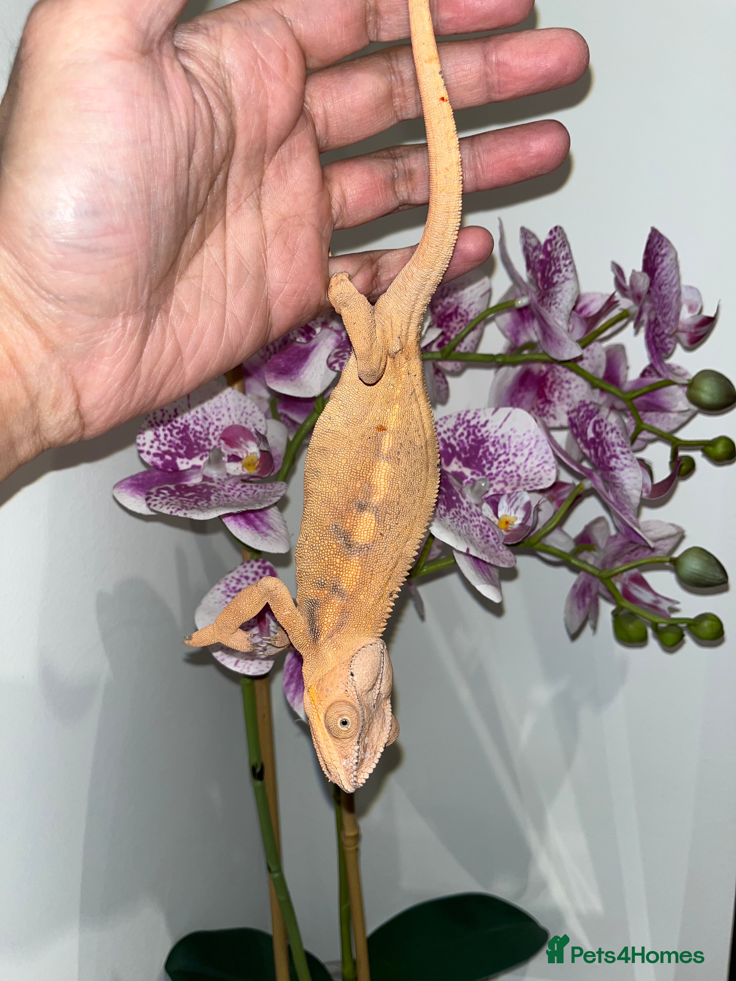 Chameleon reptiles Super Tame Panther Chameleon - Ambilobe - Advert 3