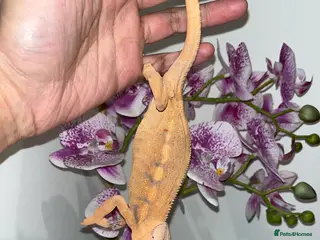 Chameleon reptiles Super Tame Panther Chameleon - Ambilobe - Advert 3