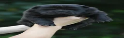Chow Chow dogs for sale: Teddy bear chowski puppies  - Advert 11